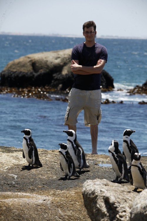 penguins
