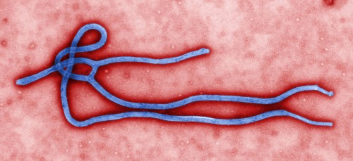ebola webleveled cynthia goldsmith, cdc
