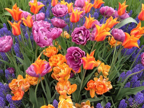 tulips webleveled