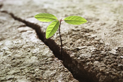 resiliance plant webleveled