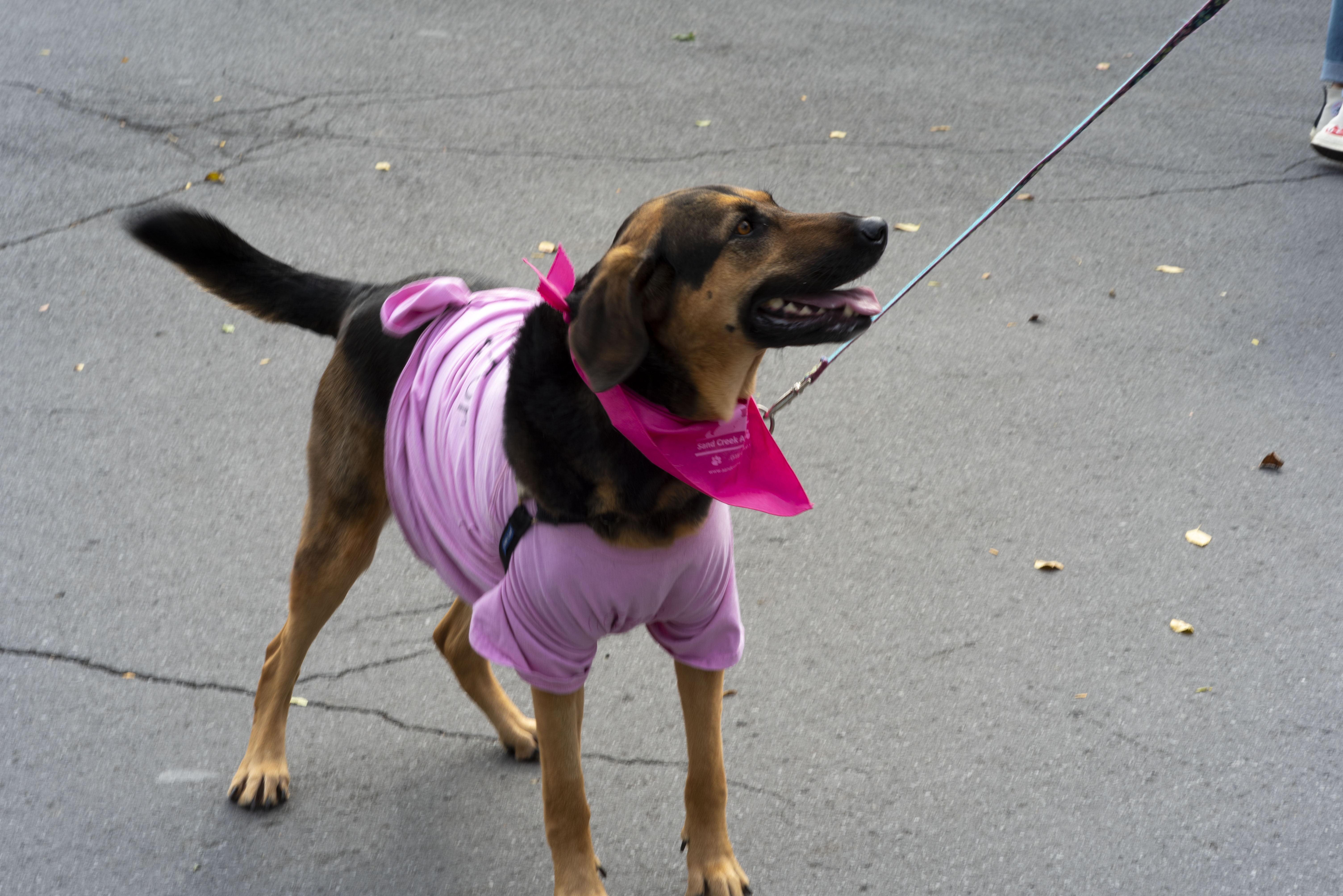 Breast Cancer March 5 WebLeveled Alex Ait Ettajer